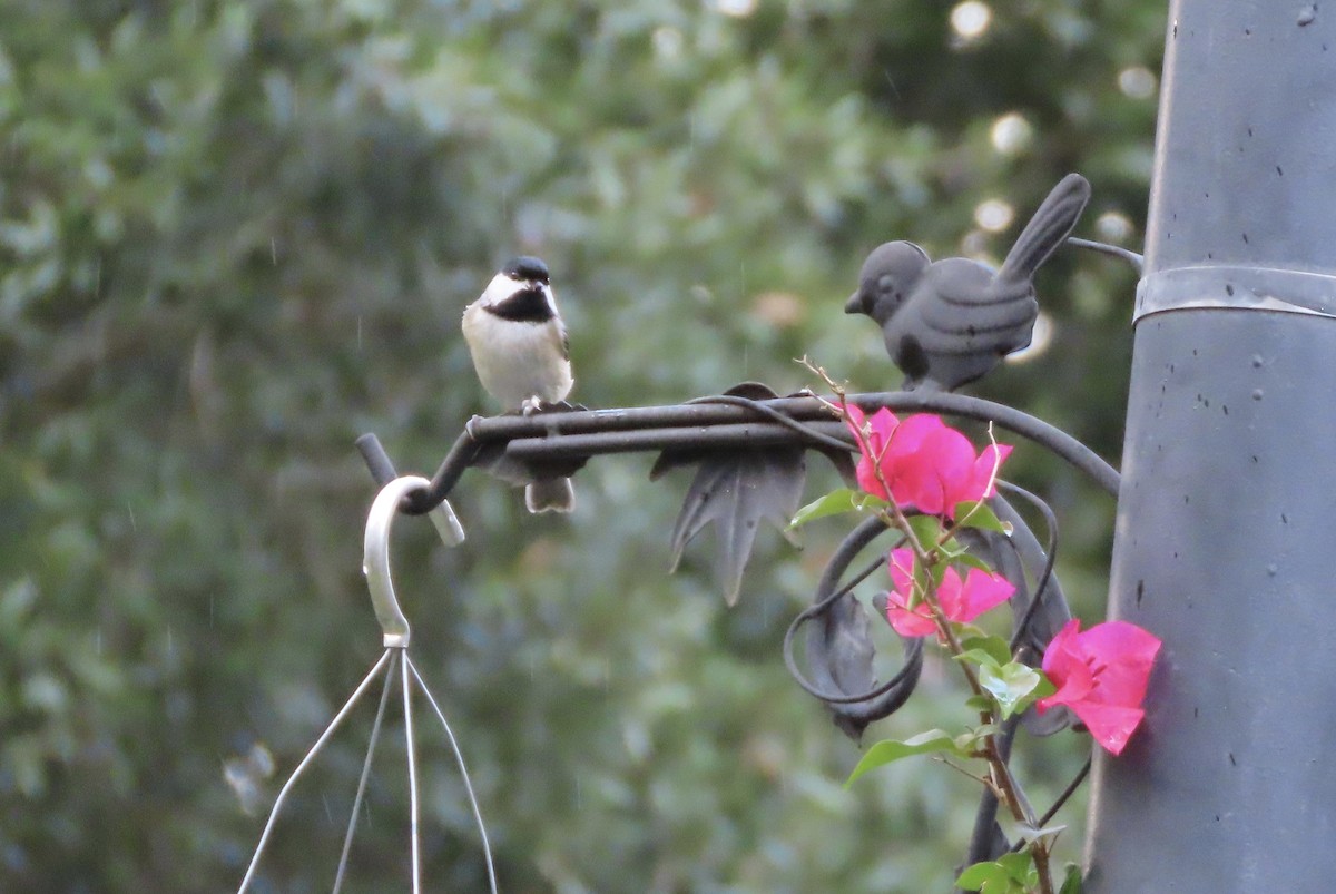Carolina Chickadee - ML645848414
