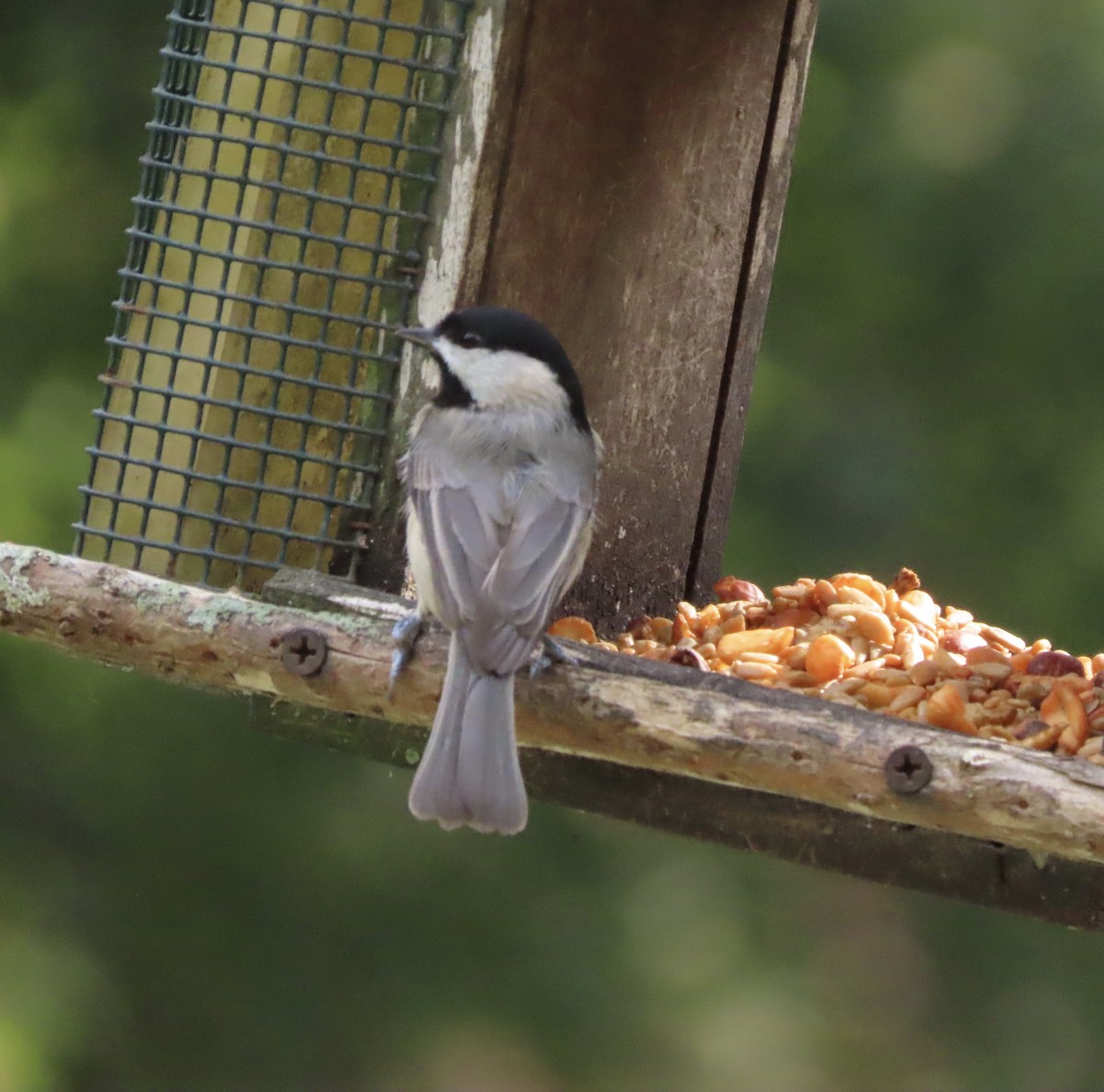 Carolina Chickadee - ML645848415