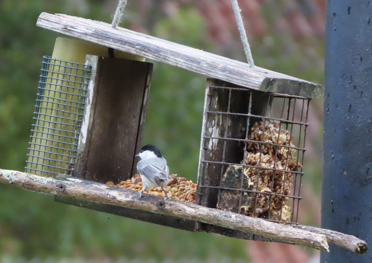 Carolina Chickadee - ML645848416