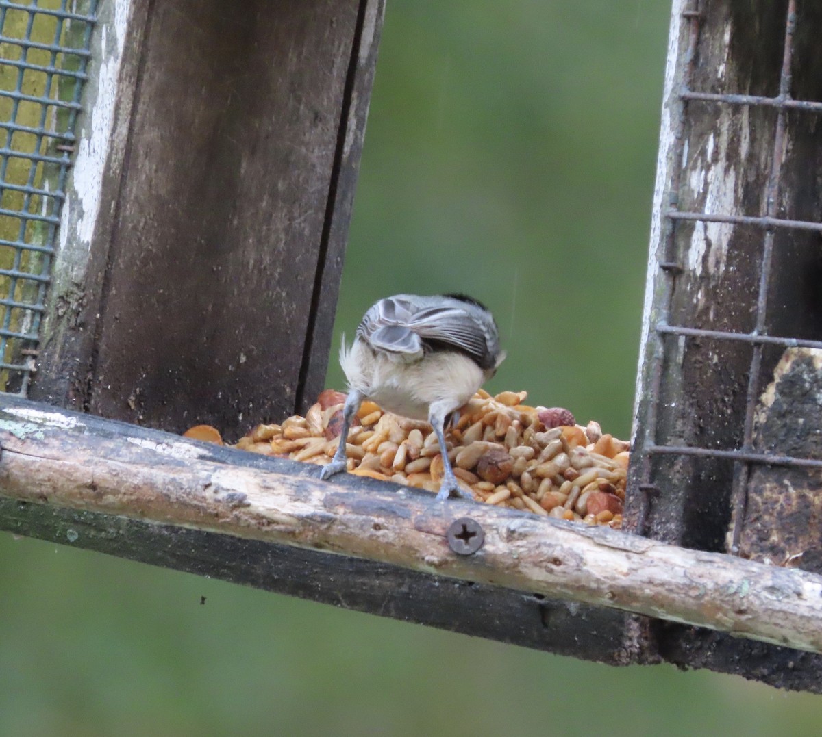 Carolina Chickadee - ML645848417