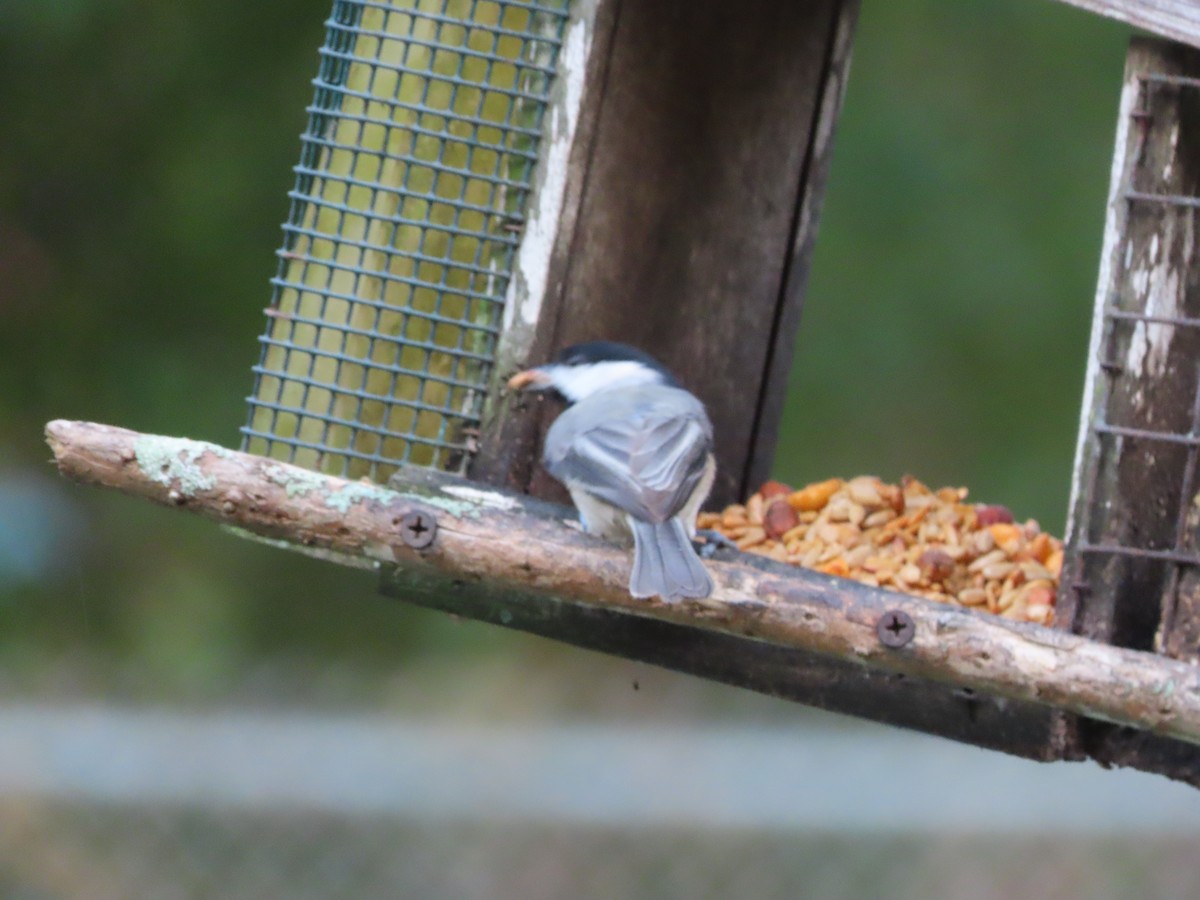 Carolina Chickadee - ML645848418