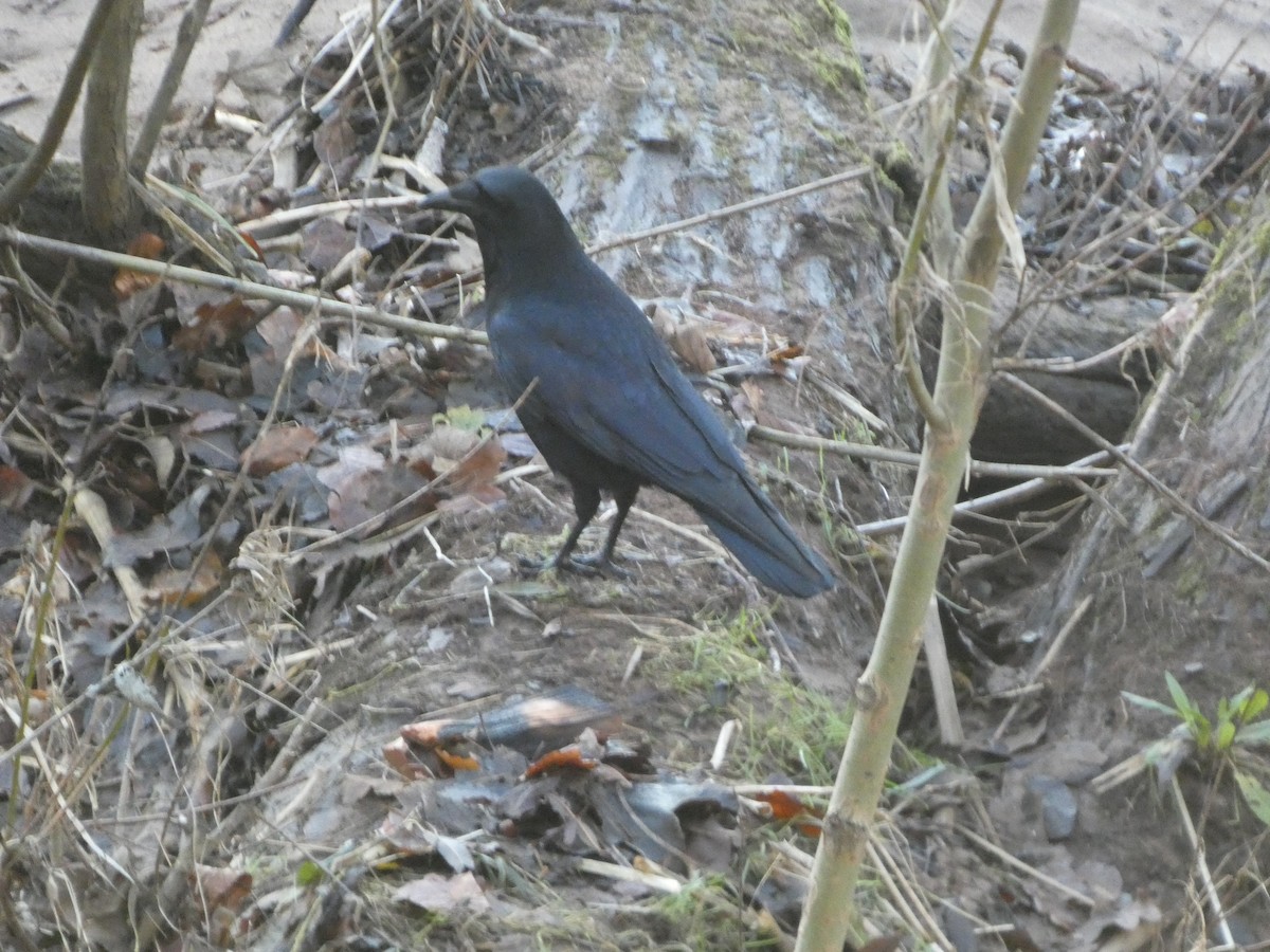 vrána černá - ML645848428