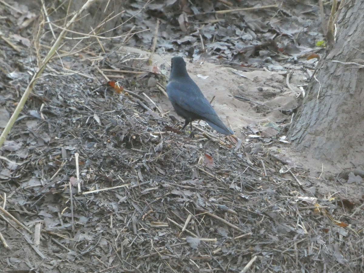 小嘴烏鴉 - ML645848429