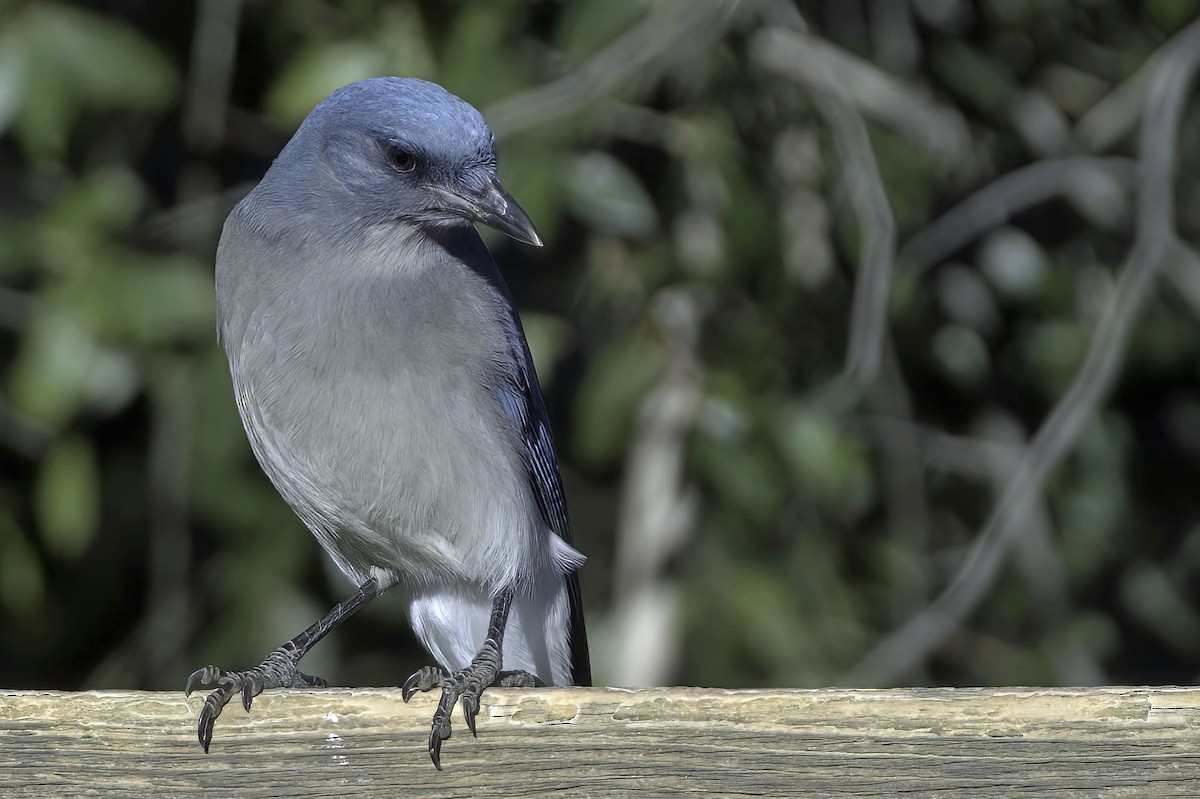 sojka mexická - ML645848436