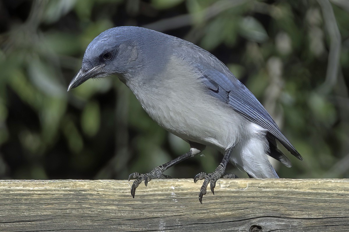 sojka mexická - ML645848438