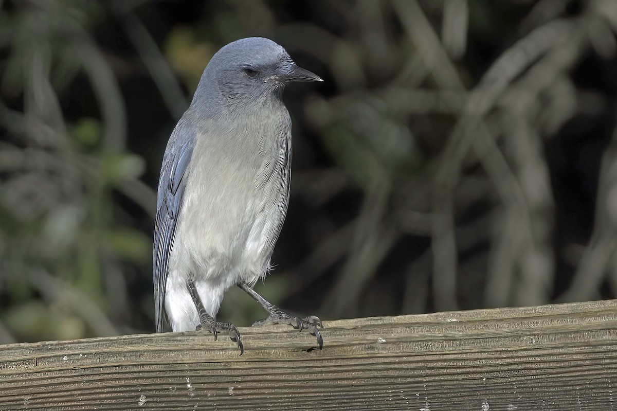 sojka mexická - ML645848440