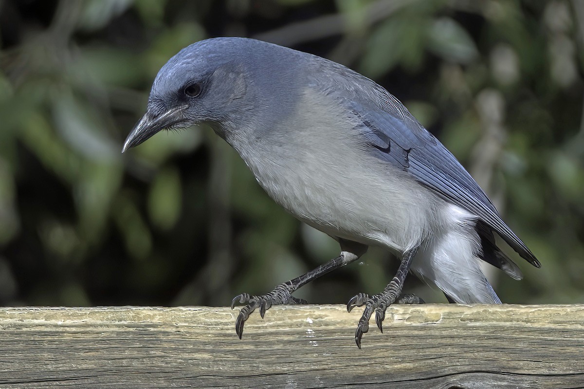 sojka mexická - ML645848442