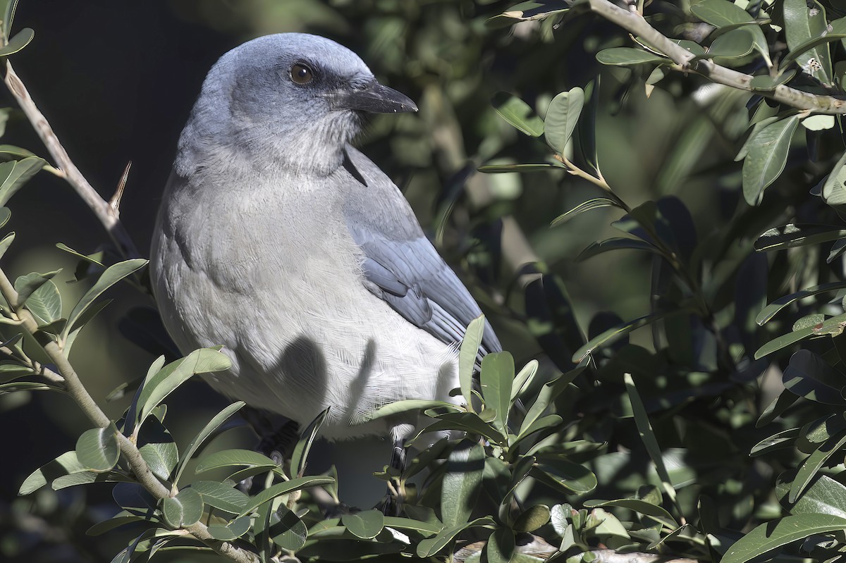 sojka mexická - ML645848443