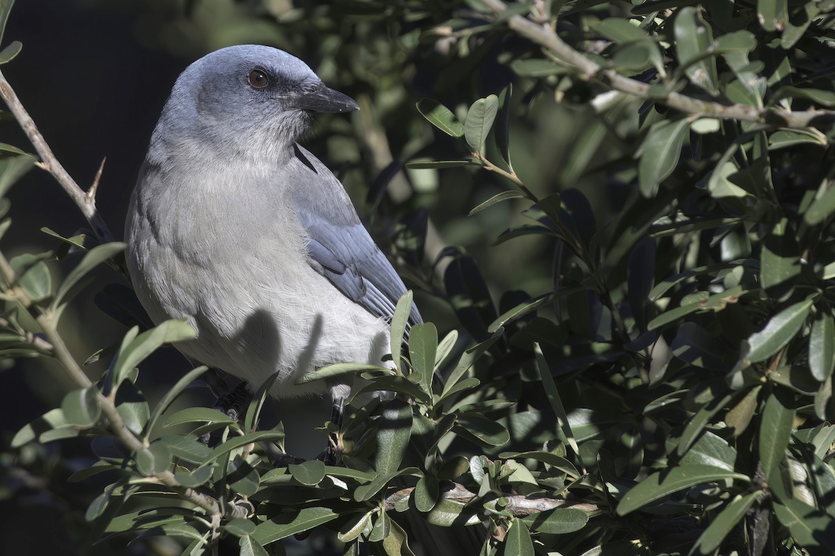 sojka mexická - ML645848445