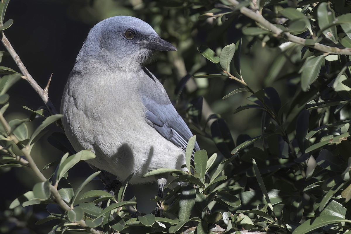 sojka mexická - ML645848446