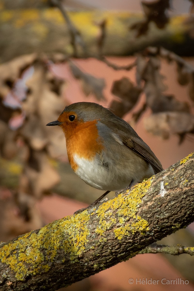 European Robin - ML645848450