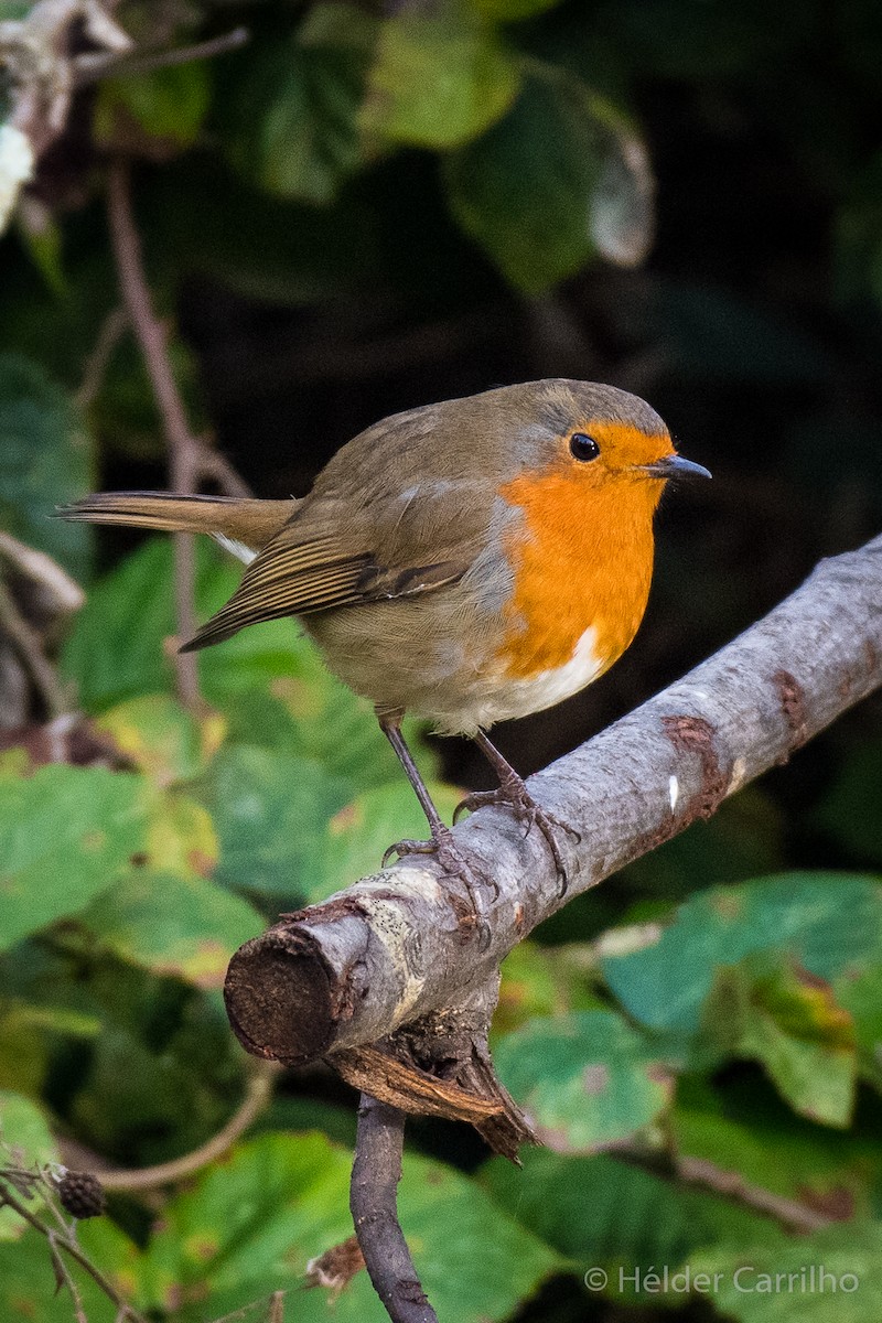 European Robin - ML645848451