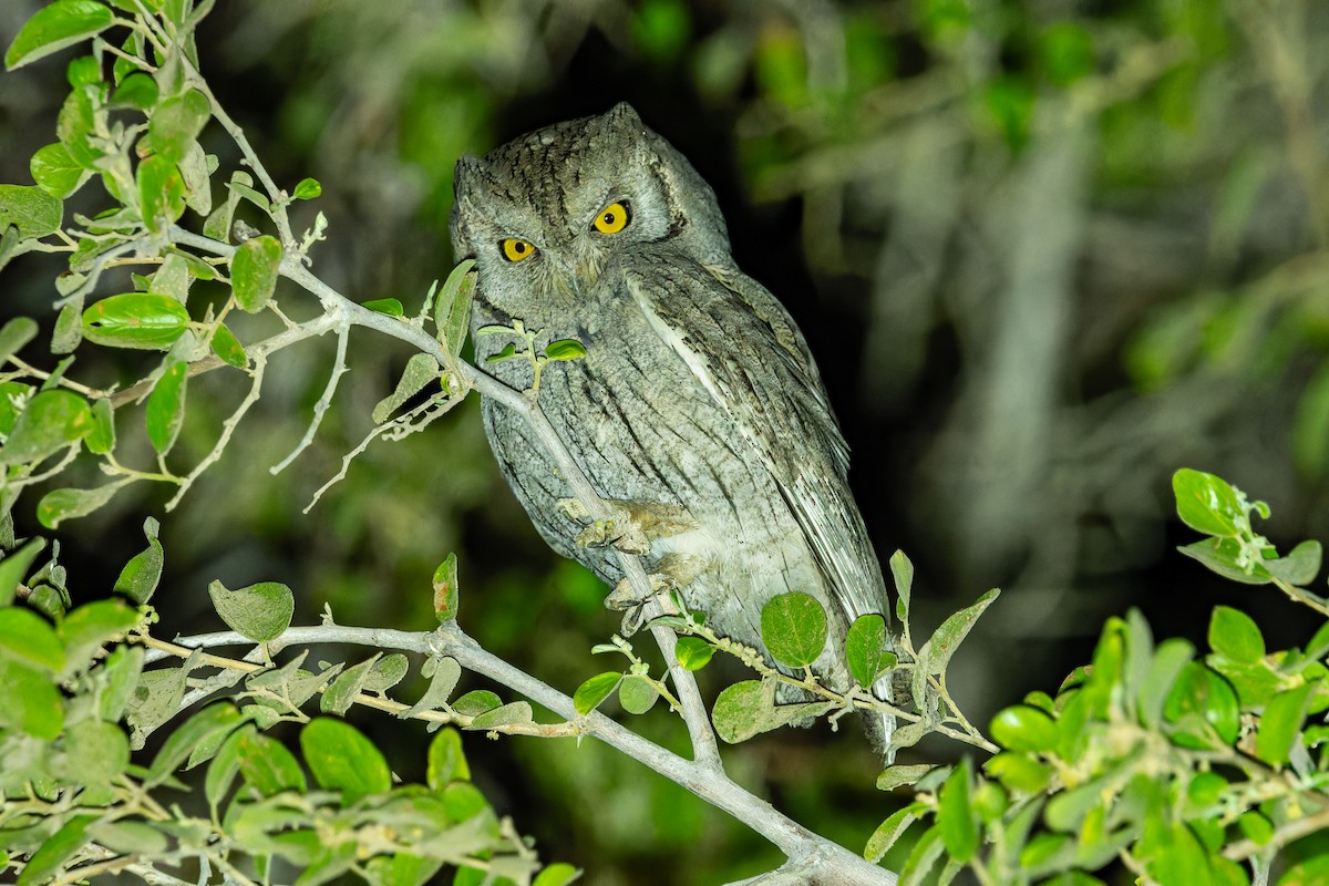 výreček plavý - ML645848452