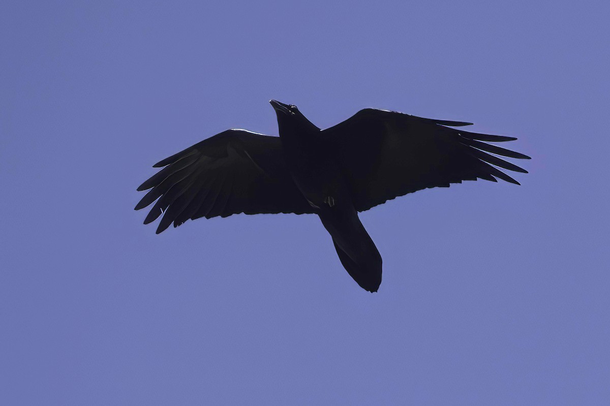 krkavec velký - ML645848455