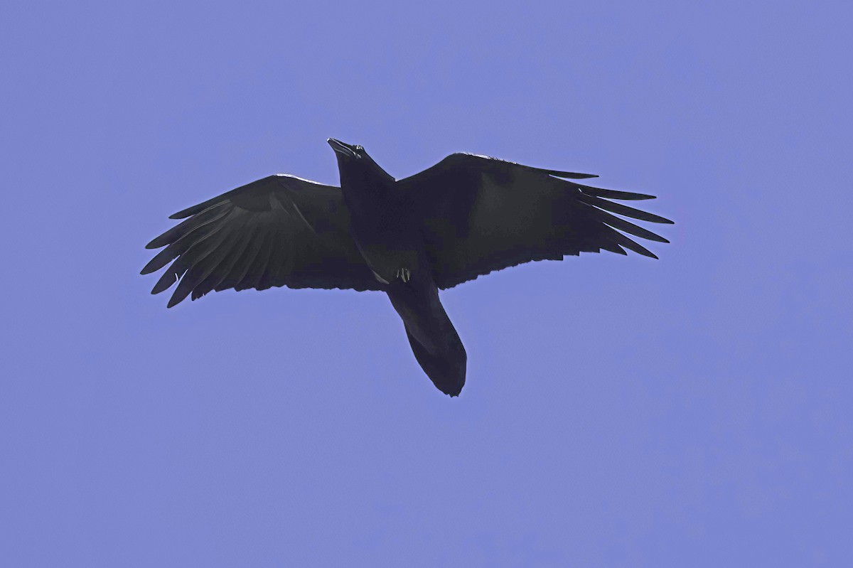 krkavec velký - ML645848456