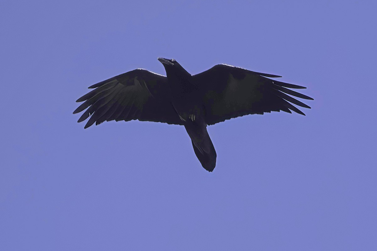 krkavec velký - ML645848457