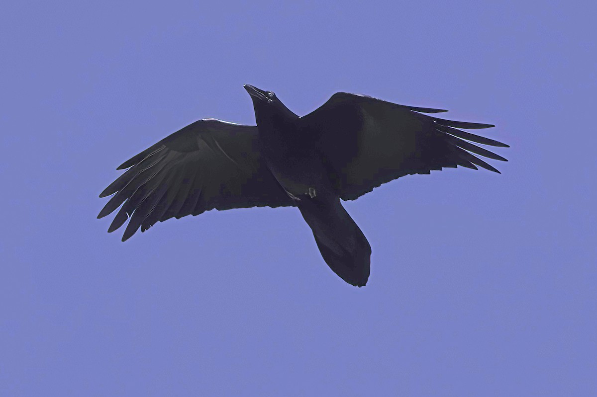 krkavec velký - ML645848458