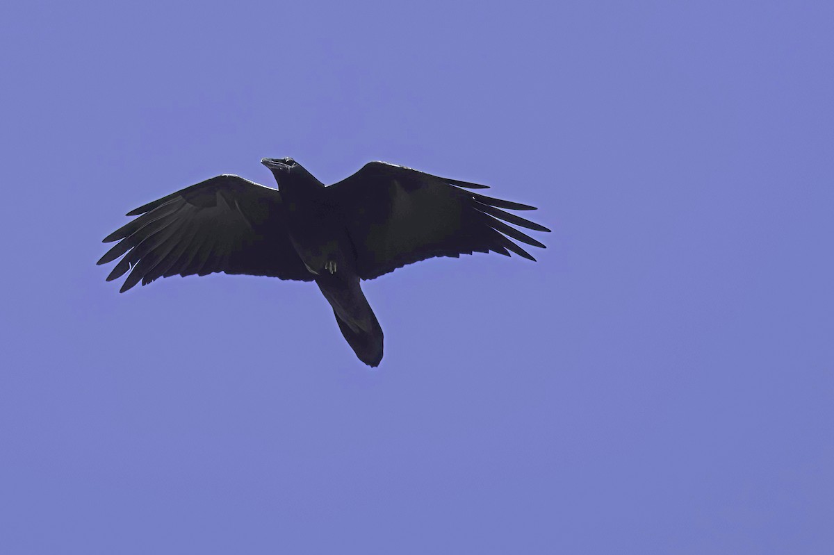 krkavec velký - ML645848459