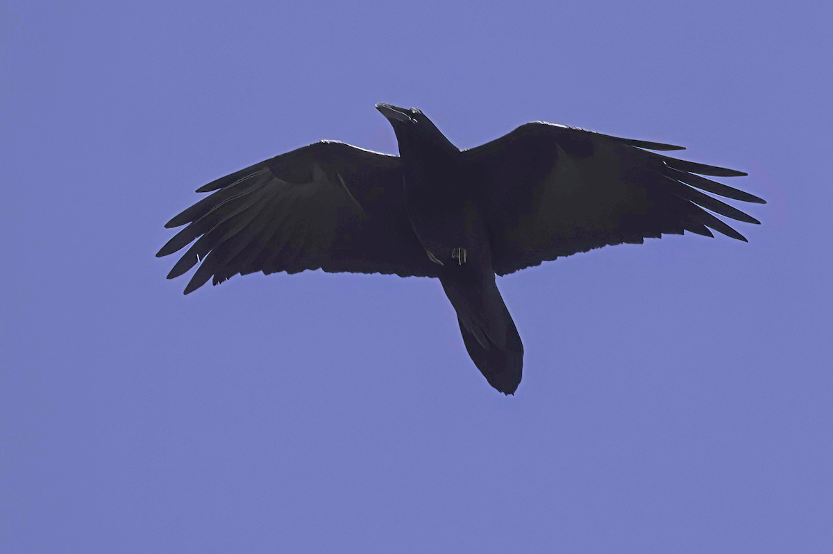 krkavec velký - ML645848460