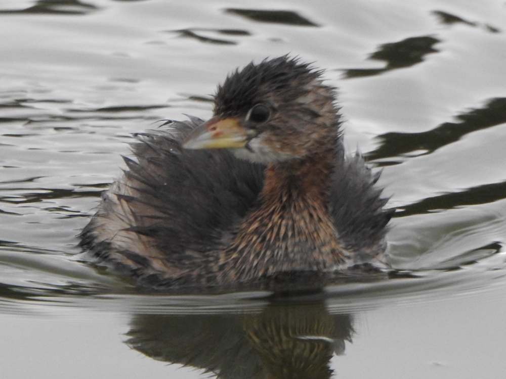 potápka americká - ML645848461