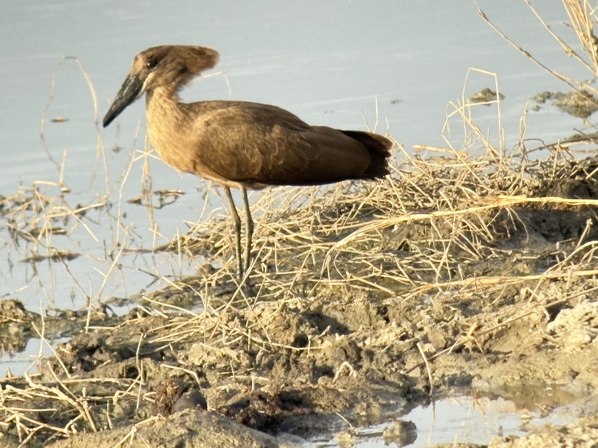 kladivouš africký - ML645848463