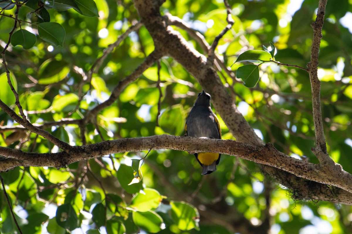 Gray-bellied Bulbul - ML645848464