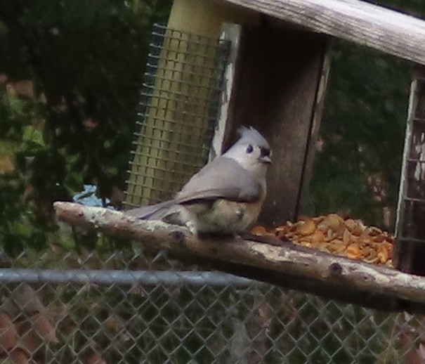 sýkora rezavoboká - ML645848466