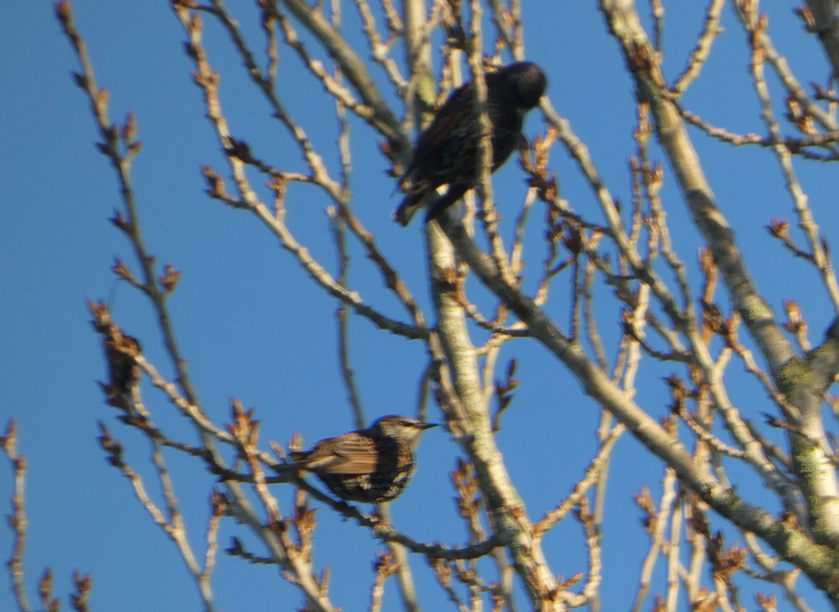 špaček obecný - ML645848468