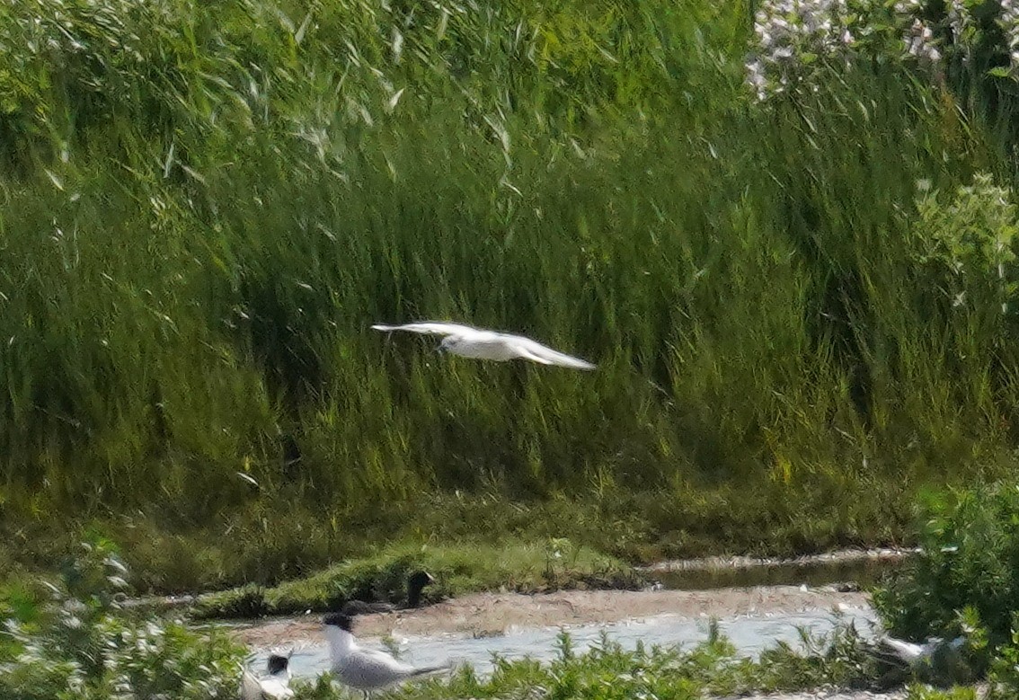 racek chechtavý - ML645848470