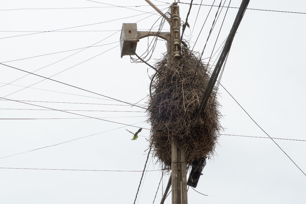 mníšek šedý - ML645848471