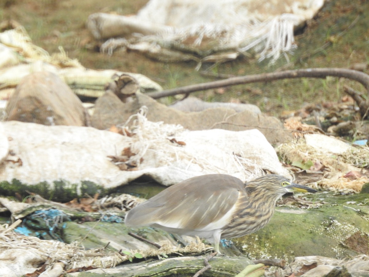 volavka hnědohřbetá - ML645848472