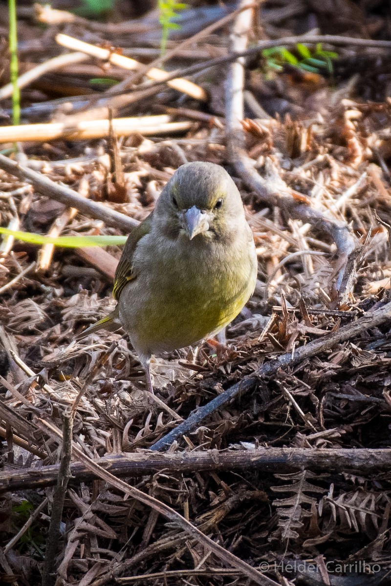 zvonek zelený - ML645848473