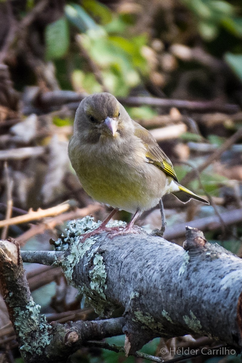 zvonek zelený - ML645848474