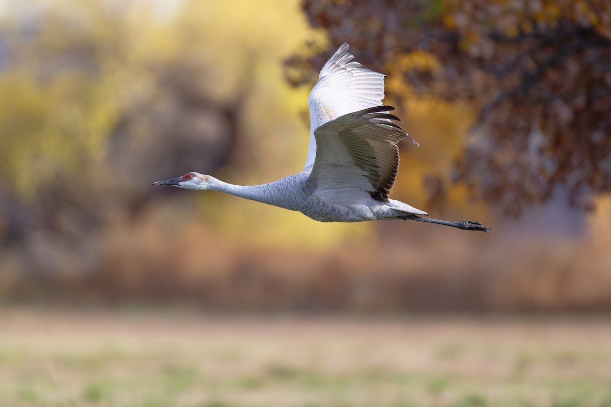 jeřáb kanadský - ML645848475