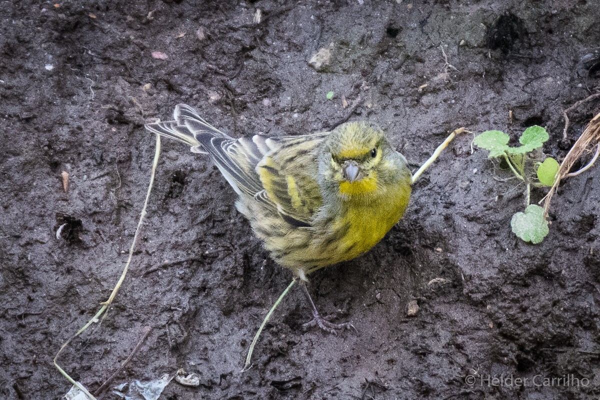 Girlitz - ML645848480