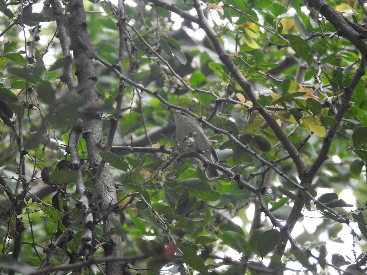 Желтобрюхая пеночка - ML645848487