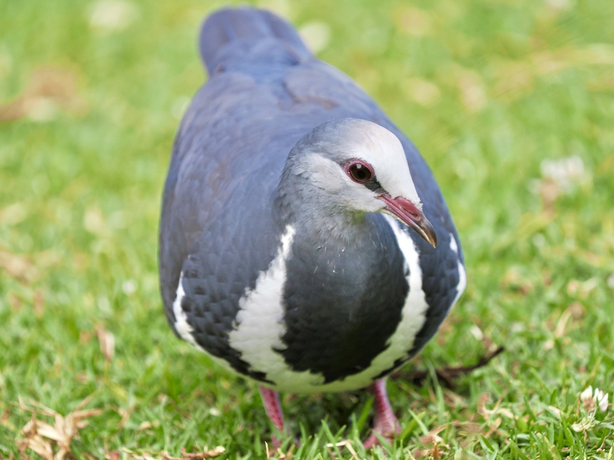 Wongataube - ML645848488