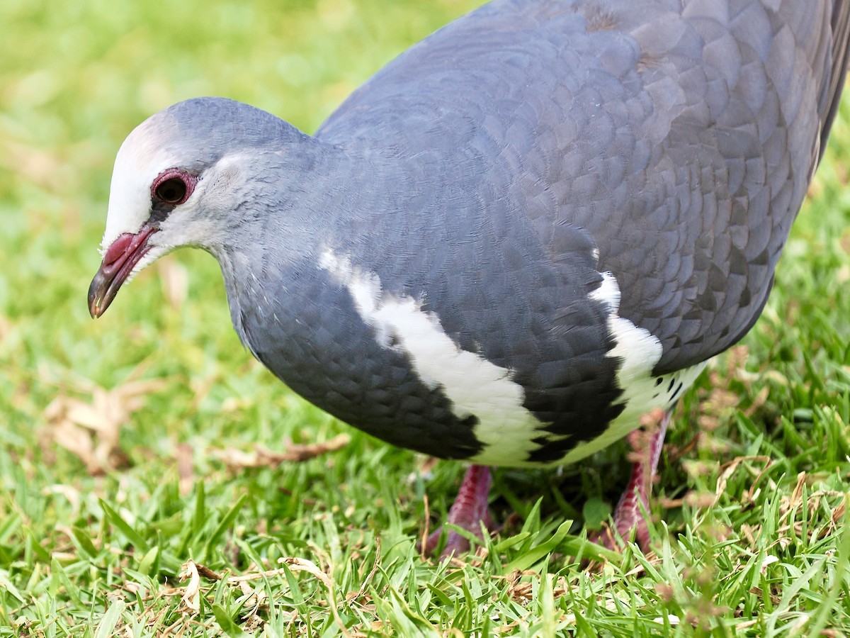 Wongataube - ML645848489