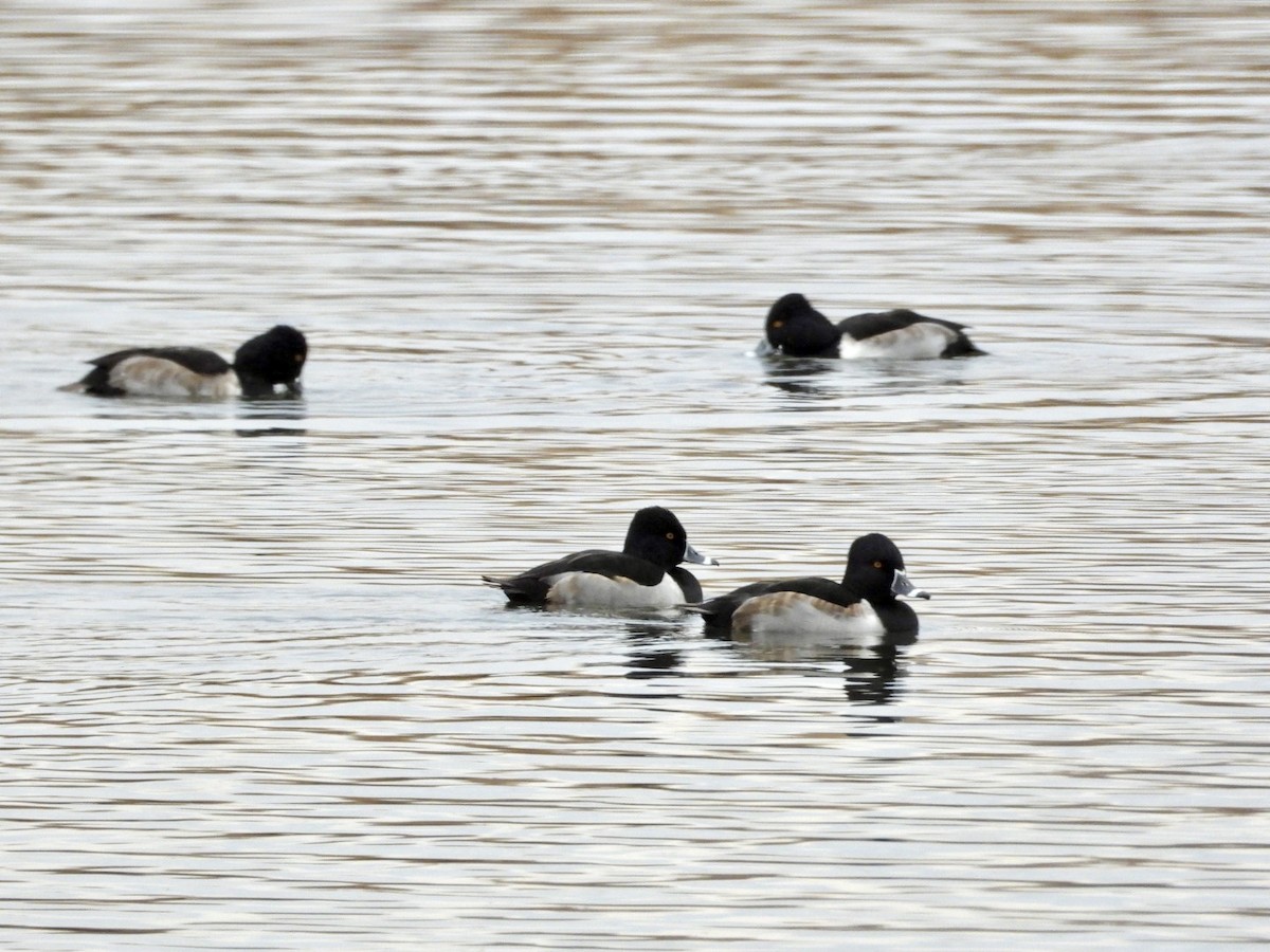 Murgilari lepokoduna - ML645848490