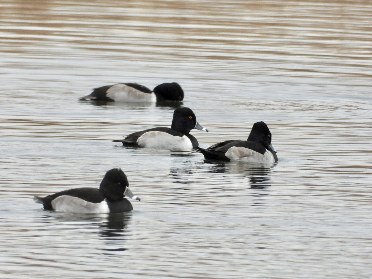 Murgilari lepokoduna - ML645848491