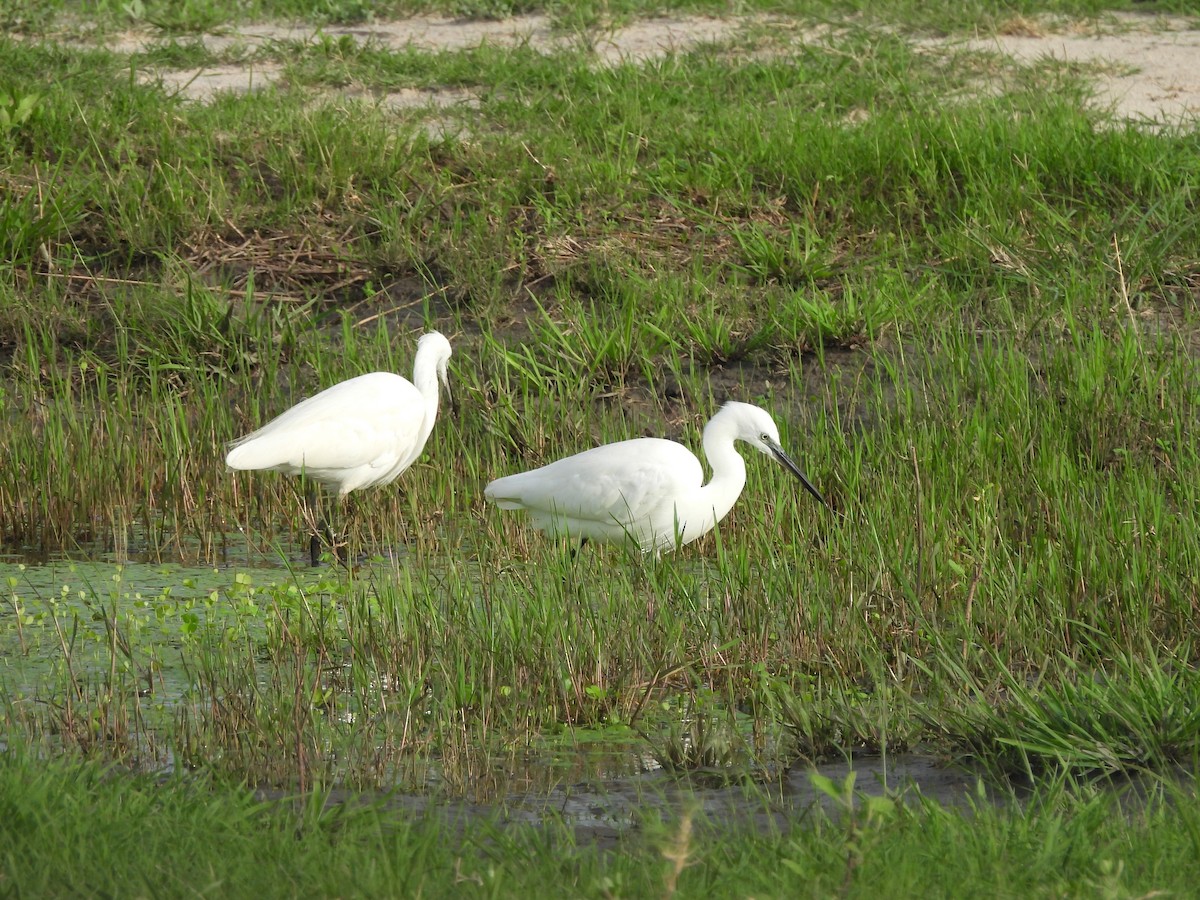 Aigrette garzette - ML645848492