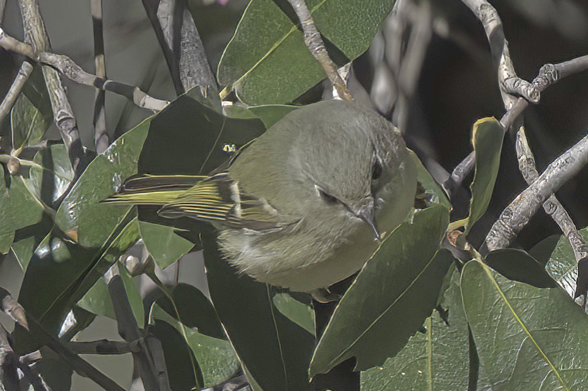 králíček americký - ML645848495