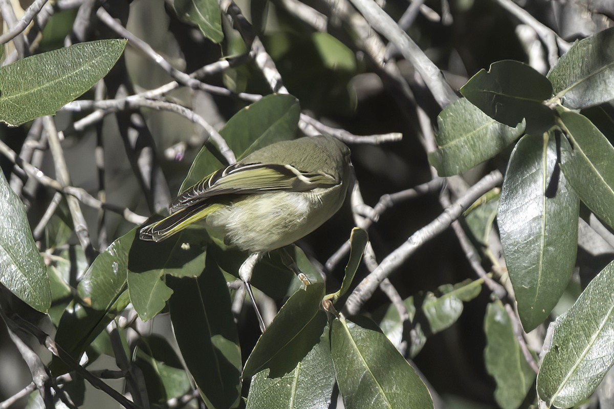 králíček americký - ML645848496