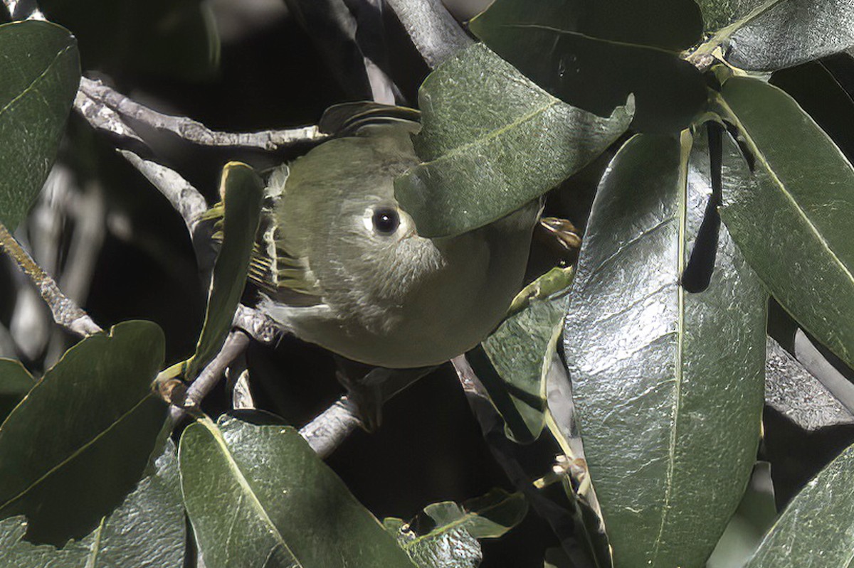 králíček americký - ML645848497