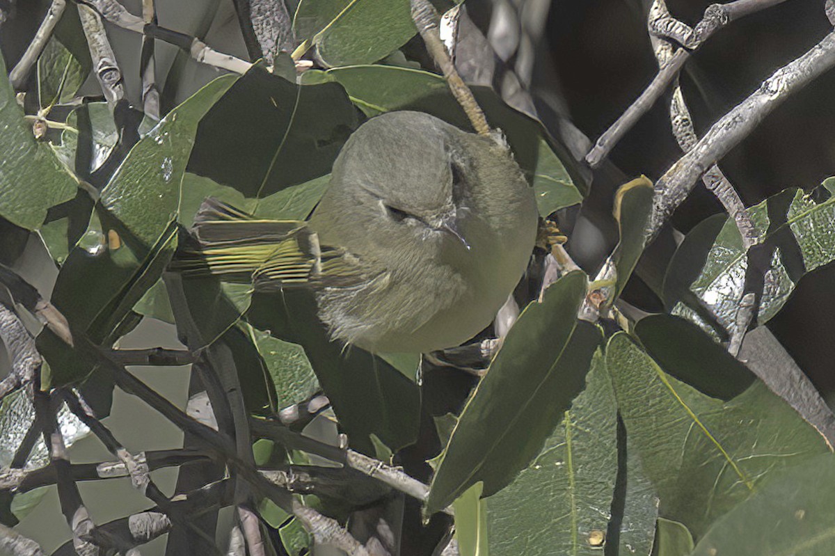 králíček americký - ML645848500