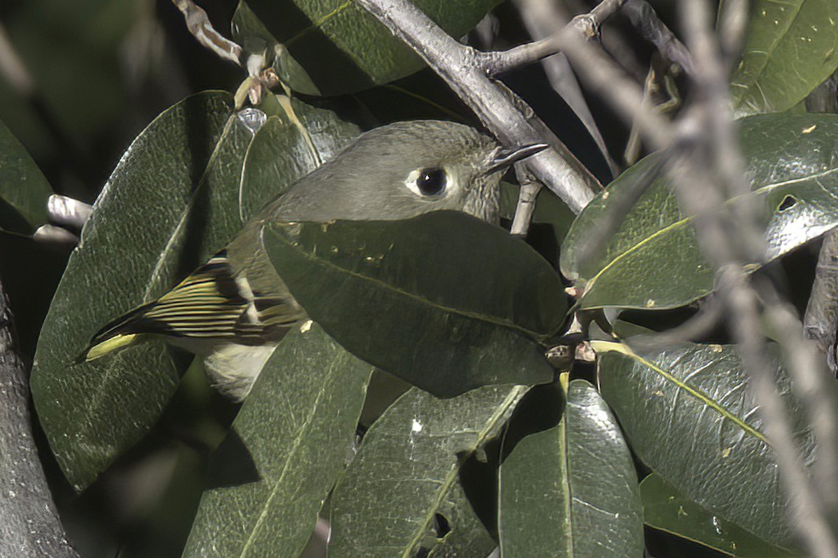 králíček americký - ML645848501