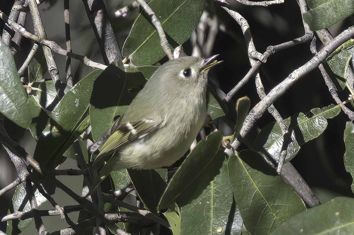 králíček americký - ML645848502