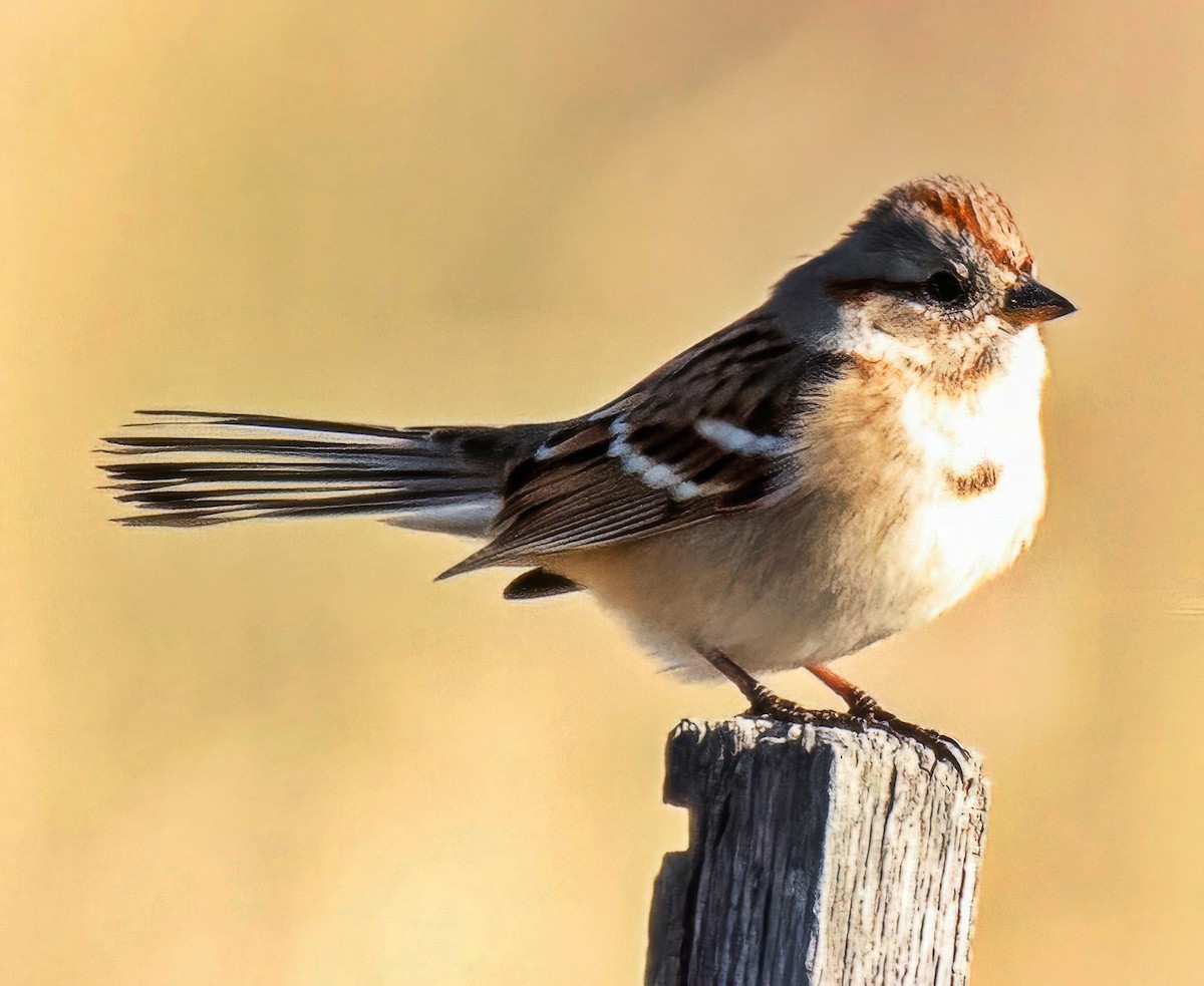 Пасовник північний - ML645848534