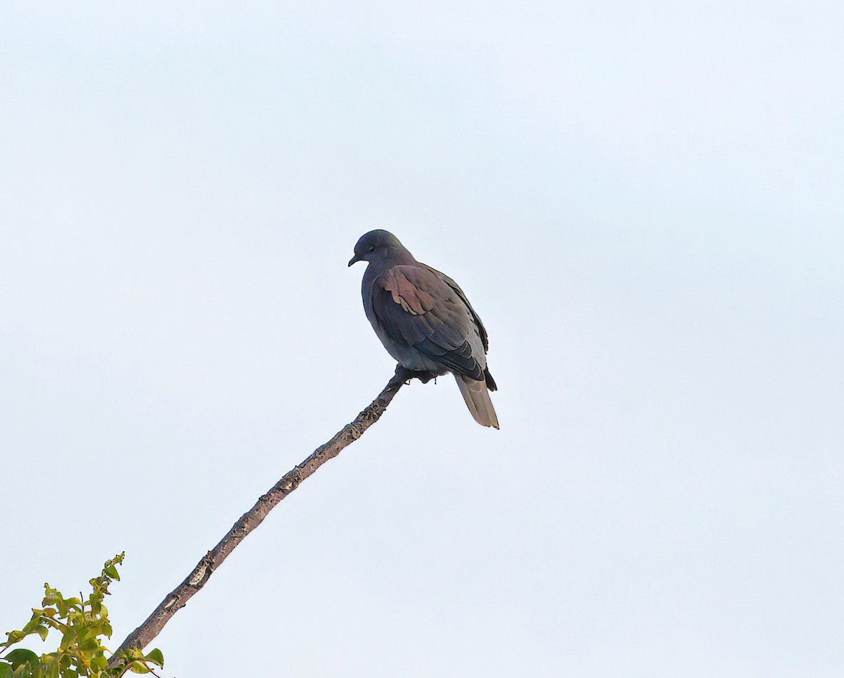 Pale-vented Pigeon - ML645848540