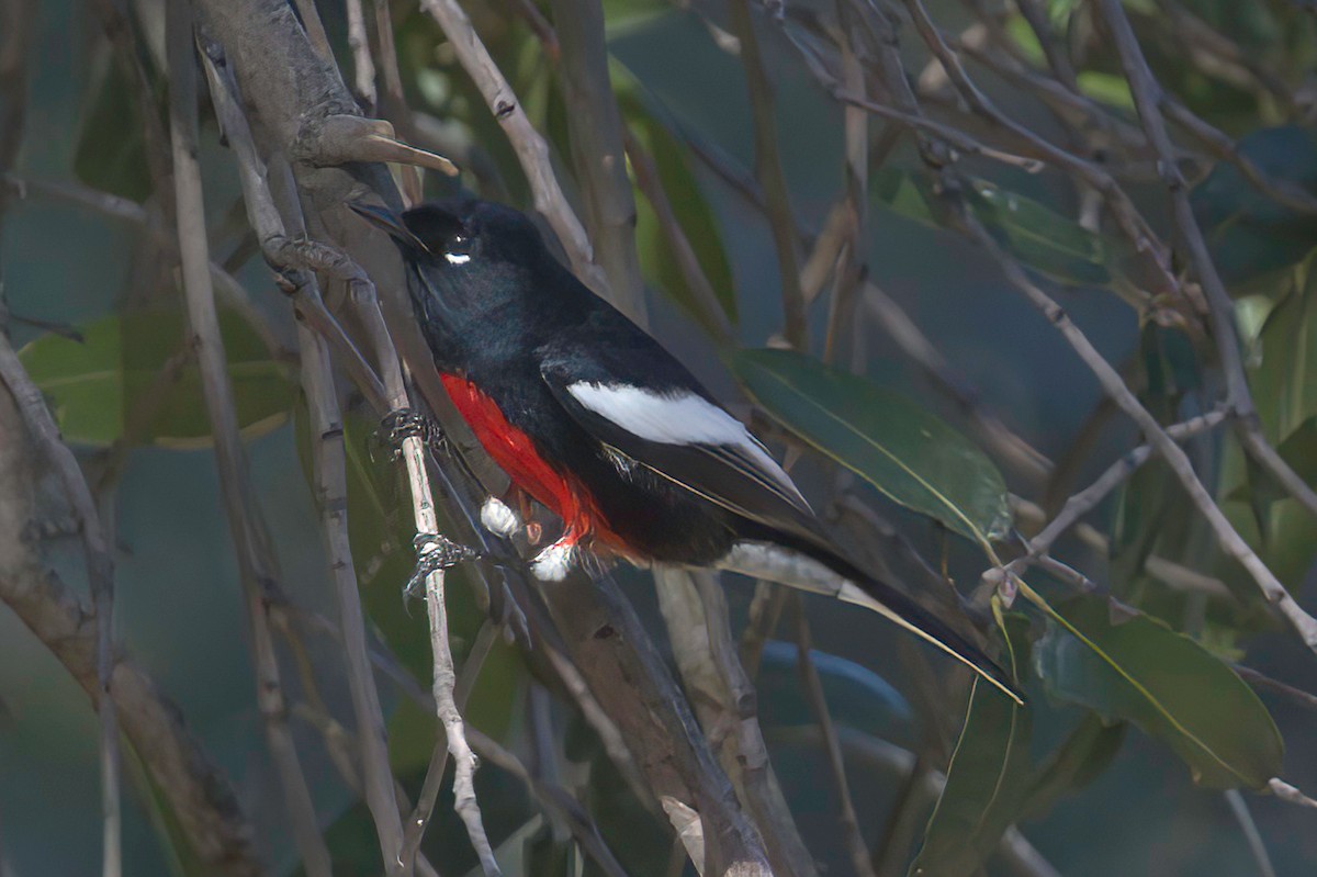Painted Redstart - ML645848544